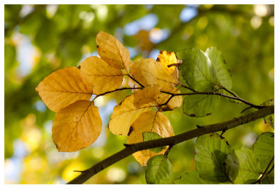 Common Beech