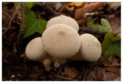 Lycoperdon perlatum