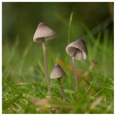 Mycena aetites