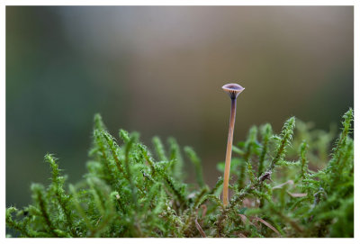 Rickenella swartzii