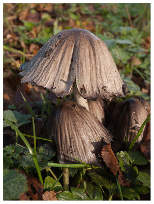Coprinus atramentarius