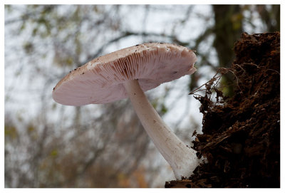 Pluteus cervinus 