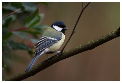 Great Tit 