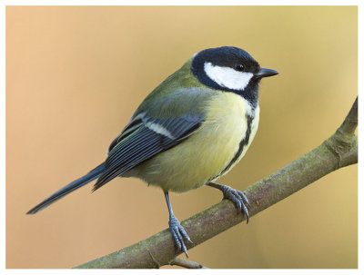 Great Tit 