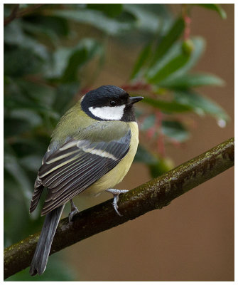 Great Tit 