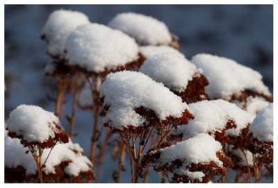 snow on Stonecrop