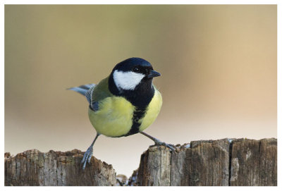 Great Tit 