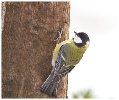 Great Tit 