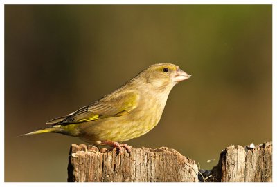 Greenfinch (female)