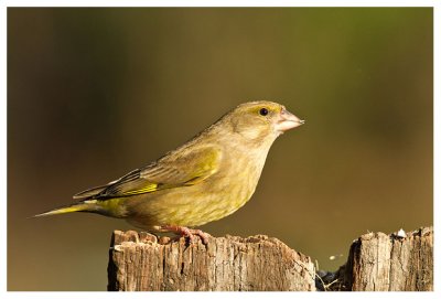 Greenfinch (female)