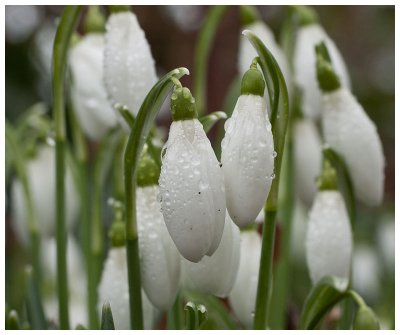 Galanthus nivalis 