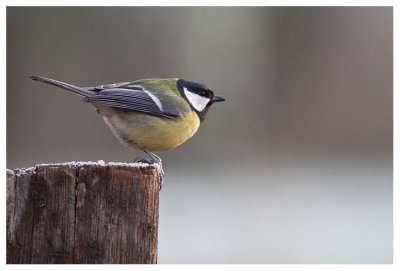 Great Tit 