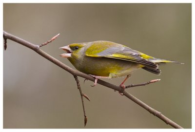 Angry Greenfinch 