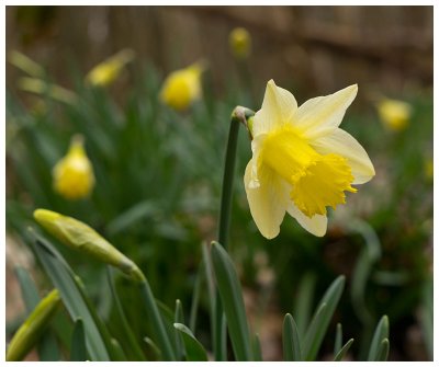 Narcissus pseudonarcissus 
