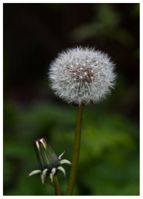 Taraxacum sp