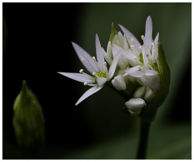 Allium ursinum 