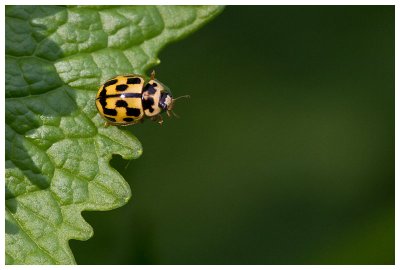 Propylea quatuordecimpunctata 