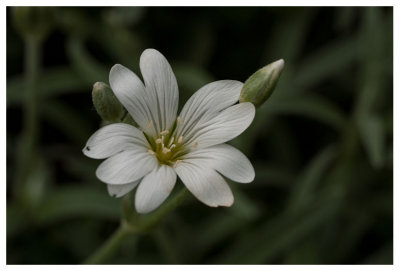 Cerastium fontanum subsp. vulgare 