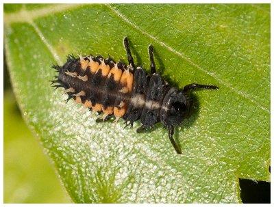 Coccinellidae sp. - Larva 