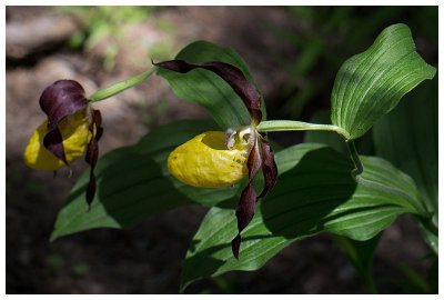 Cypripedium calceolus