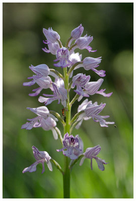 Orchis militaris