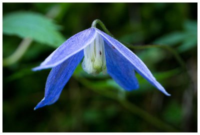 Clematis alpina