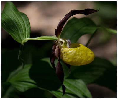 Cypripedium calceolus