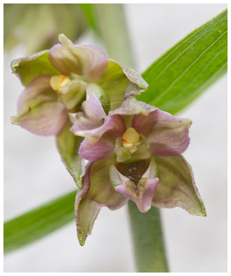 Epipactis helleborine 