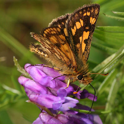 Carterocephalus palaemon