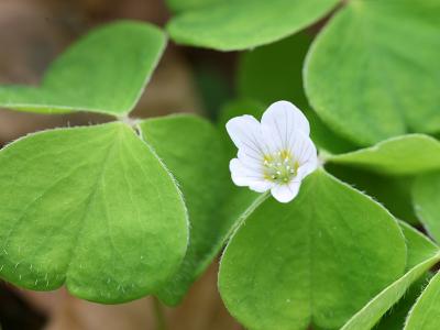 Oxalis acetosella