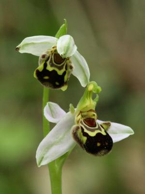 Ophrys apifera