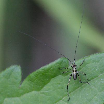 Tettigoniidae sp.