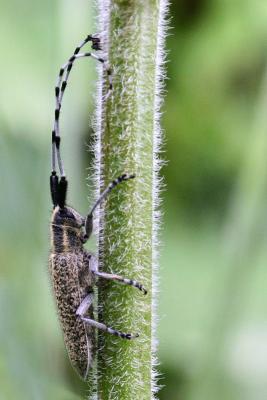 Agapanthes villosoviridescens