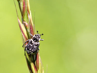 Scarabaeidae sp.