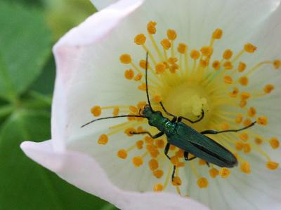 Oedemera nobilis (female)