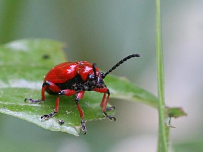 Chrysomelidae sp.