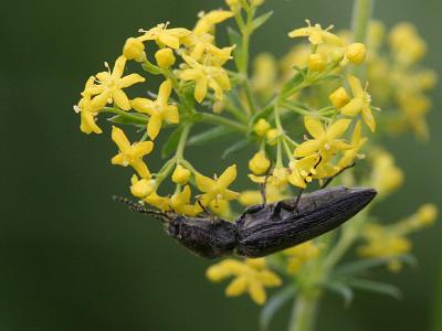 Elateridae sp.