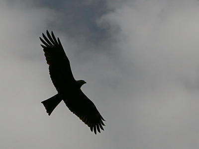 Black Kite