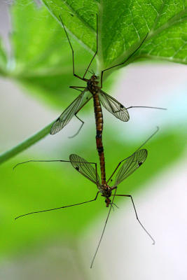 Tipulidae sp.