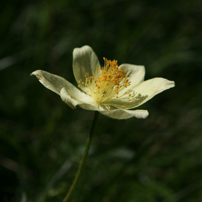 Pulsatilla alpina subsp. apiifolia