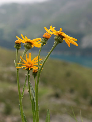 Buphthalmum salicifolium