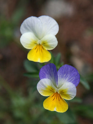 Viola tricolor