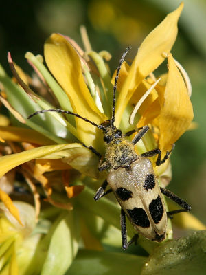 Cerambycidae sp.