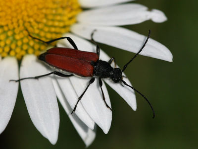 Cerambycidae sp.