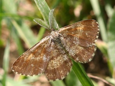 Ematurga atomaria (male)