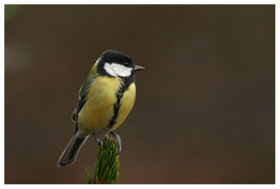 Great Tit