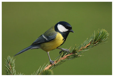 Great Tit