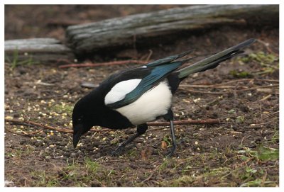 Magpie