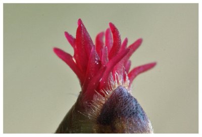 Flowering Hazel bud