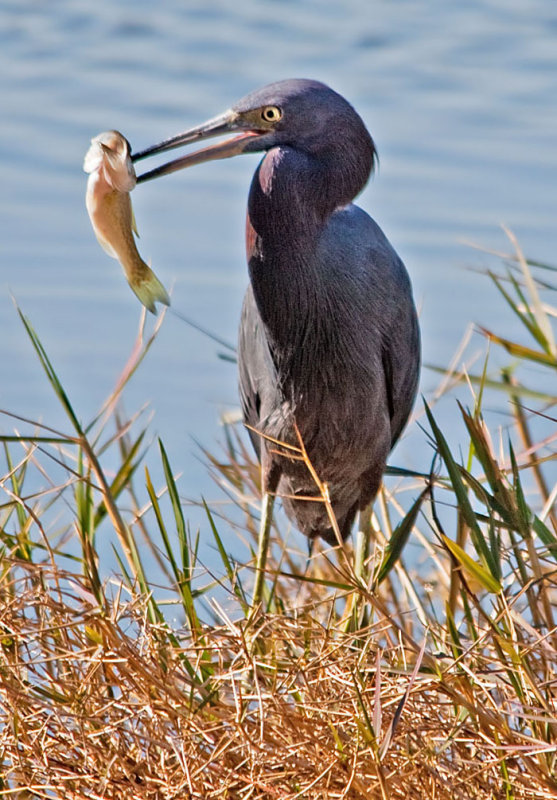 01-15-11 Lake Seminole 02.jpg